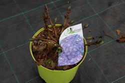 Hortênsia de cor azul, Hydrangea macrophylla