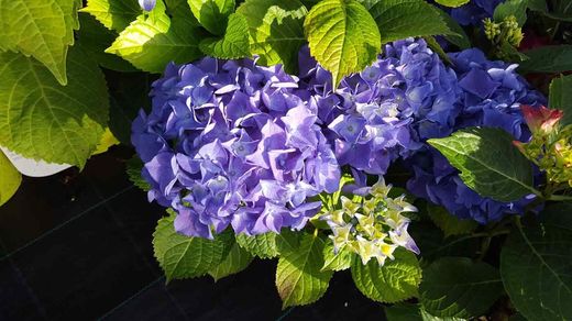 Hortênsia de cor azul, Hydrangea macrophylla