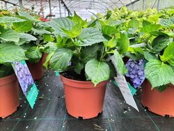 Hortênsia de cor azul, Hydrangea macrophylla