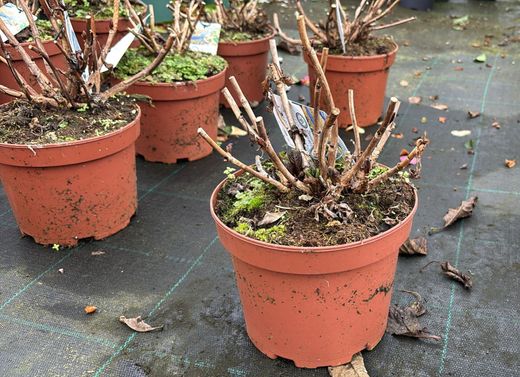 Hortênsia de cor azul, Hydrangea macrophylla