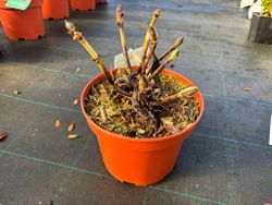 Hortênsia de cor azul, Hydrangea macrophylla