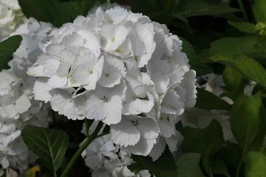 Hortênsia de cor branca, Hydrangea macrophylla