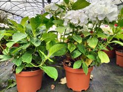 Hortensia blanc, Hydrangea macrophylla