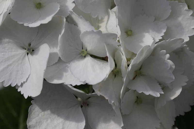 Hortensia de color blanca al mejor precio — Plantamus Vivero online