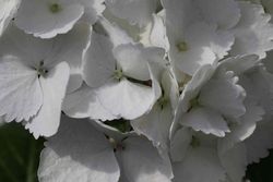 Hortensia blanc, Hydrangea macrophylla