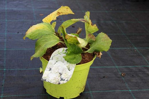 Hortênsia de cor branca, Hydrangea macrophylla