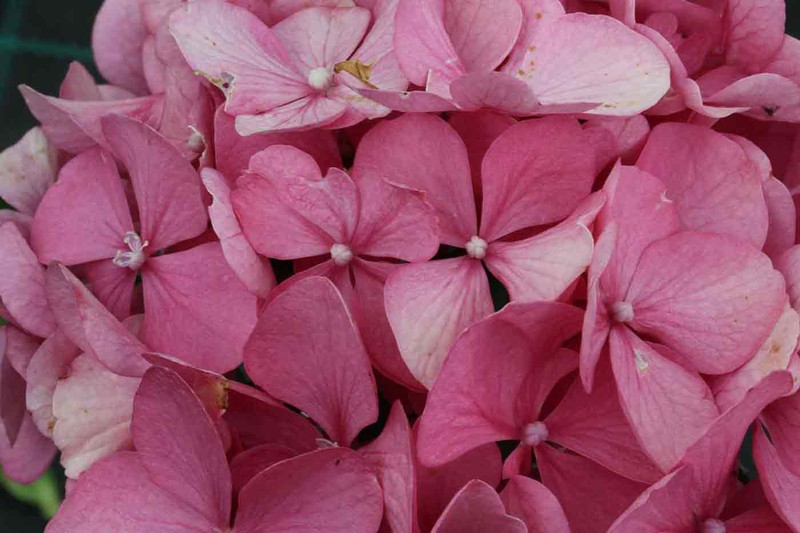 Hortensia color rosa, Hydrangea macrophylla Freudenstein — Plantamus Vivero  online