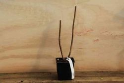 Hortênsia de flores azuis, Hydrangea macrophylla 'Renate steinger'