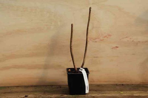 Hortênsia de flores azuis, Hydrangea macrophylla 'Renate steinger'