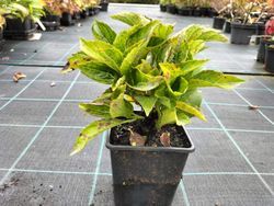 Hortênsia de flores azuis, Hydrangea macrophylla 'Renate steinger'