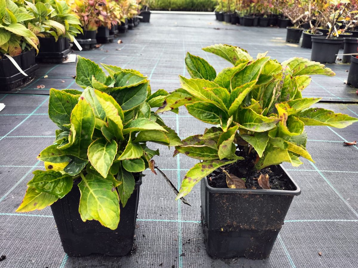 Hortensia de flores azules, Hydrangea macrophylla 'Renate steiniger'