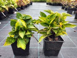 Hortênsia de flores azuis, Hydrangea macrophylla 'Renate steinger'