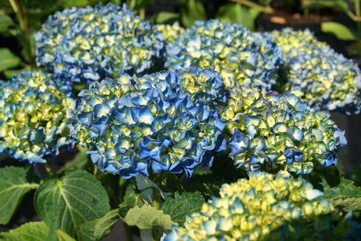 Hortênsia de flores azuis, Hydrangea macrophylla 'Renate steinger'