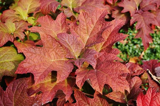 Hortensia de hoja de roble, Hydrangea quercifolia
