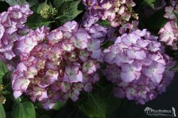 Hortensia de la variedad Adula lila, Hydrangea macrophylla.