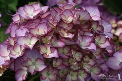 Hortensia de la variedad Adula lila, Hydrangea macrophylla.