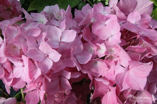 Hortensia de la variété Pink beauty, Hydrangea macrophylla
