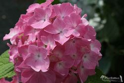 Hortensia de la variété Pink beauty, Hydrangea macrophylla