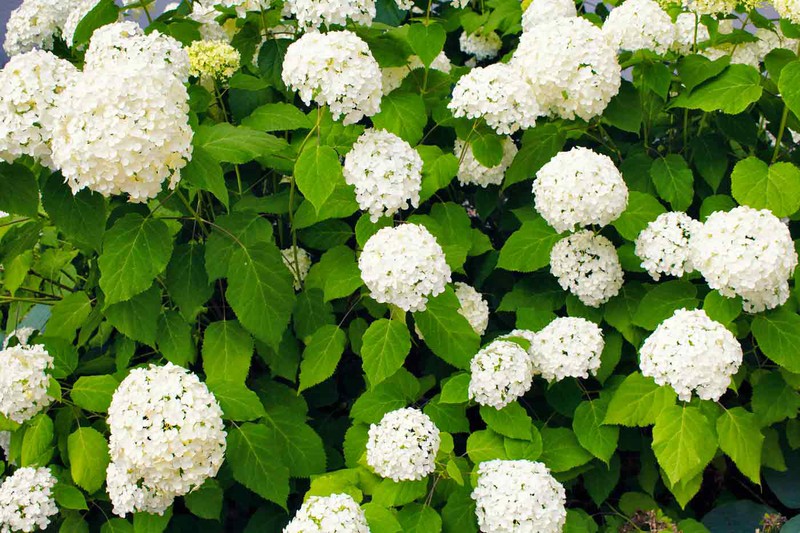 Hortensia blanca, Hydrangea arborescens Annabelle — Plantamus Vivero online
