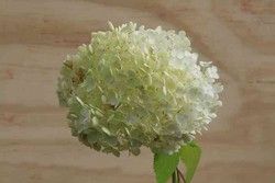 Hortensia, Hydrangea arborescens "Annabelle"
