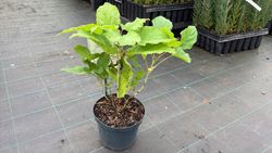 Hortensia, Hydrangea arborescens "Annabelle"