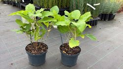 Hortensia, Hydrangea arborescens "Annabelle"