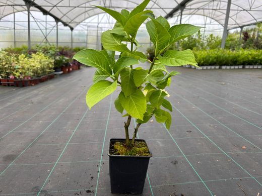 Hortensia, Hydrangea macrophylla "Blue Maid"