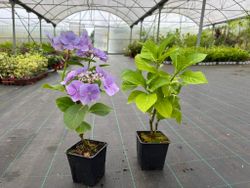 Hortensia, Hydrangea macrophylla "Blue Maid"