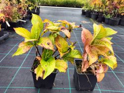 Hortensia, Hydrangea macrophylla "Chaperon"