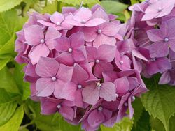 Hortensia, Hydrangea macrophylla "Chaperon"