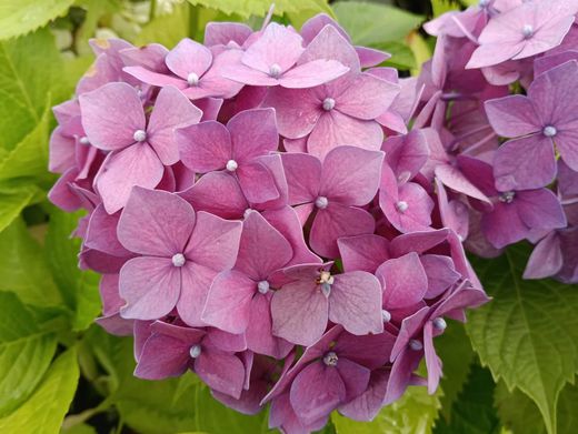 Hortênsia, Hydrangea macrophylla "Chaperon"