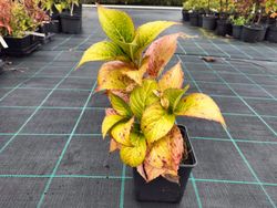 Hortensia, Hydrangea macrophylla "Chaperon"
