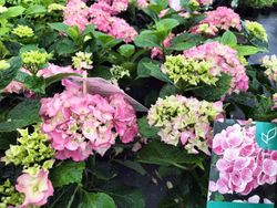 Hortensia, Hydrangea macrophylla Rosa