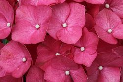 Hortensia, Hydrangea macrophylla Rosa
