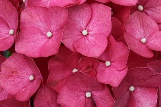 Hortensia, Hydrangea macrophylla Early Pink