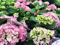 Hortensia, Hydrangea macrophylla Rosa