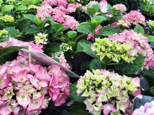 Hortensia, Hydrangea macrophylla Rosa