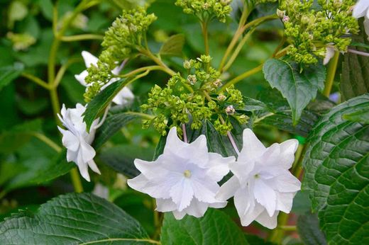 Hydrangea, Hydrangea macrophylla "Hanabi"