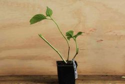 Hortensia, Hydrangea macrophylla "Kardinal"