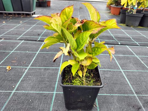 Hortensia, Hydrangea macrophylla "Kardinal"