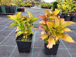 Hortensia, Hydrangea macrophylla "Kardinal"