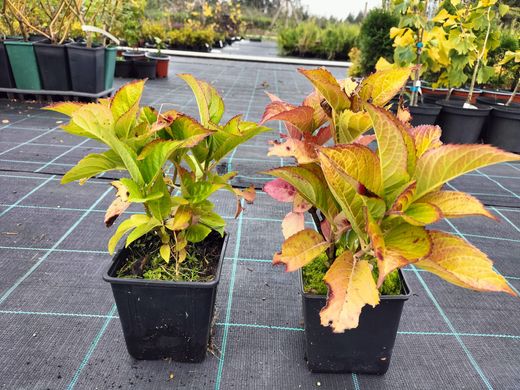 Hortensia, Hydrangea macrophylla "Kardinal"