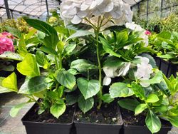 Hortênsia, Hydrangea macrophylla 'Soeur therese'