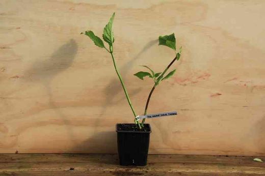 Hortênsia, Hydrangea macrophylla 'Soeur therese'