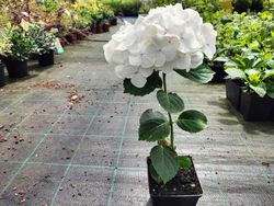 Hortênsia, Hydrangea macrophylla 'Soeur therese'