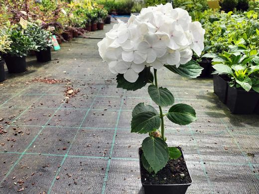 Hortênsia, Hydrangea macrophylla 'Soeur therese'