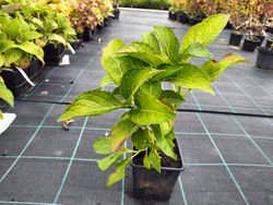 Hortênsia, Hydrangea macrophylla 'Soeur therese'
