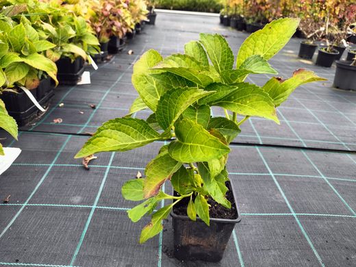 Hortênsia, Hydrangea macrophylla 'Soeur therese'