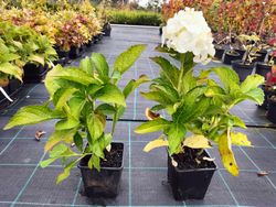 Hortênsia, Hydrangea macrophylla 'Soeur therese'