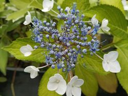 Hortensia, Hydrangea macrophylla "Tricolor'"